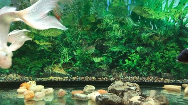 Прудовые РЫБКИ КОИ-- ПРЕКРАСНЫЕ СОЗДАНИЯ! смотреть онлайн