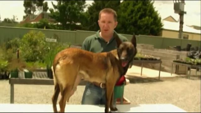 Бернский зенненхунд. Как научить собаку сосредотачиваться на вас? Детство ТВ смотреть онлайн