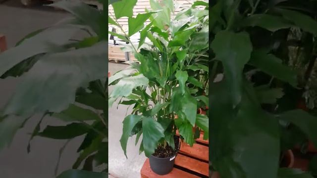 Пальма Кариота рыбий хвост смотреть онлайн