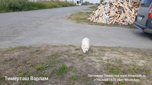 ТИМЕРТАШ ВАРЛАМ (свободен) Сын ДАНЫ и ШИКА (Тимерташ Примадонна + Тимерташ Шик и Блеск) Вопросы по смотреть онлайн