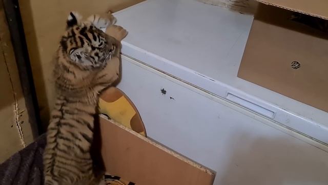 Смешные тигрята / funny tigers смотреть онлайн