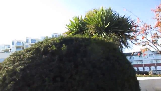 Growing Cordyline australis in Canada смотреть онлайн