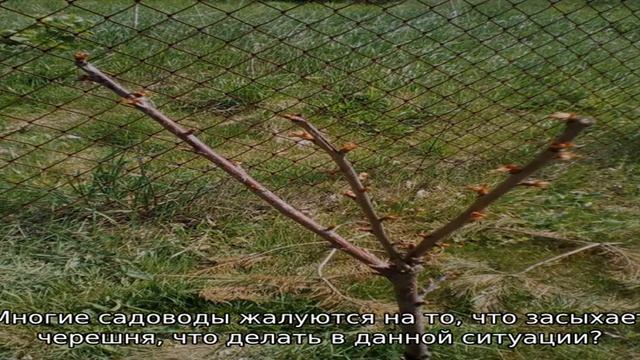 Черешня не распускает листья весной смотреть онлайн