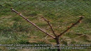 Черешня не распускает листья весной