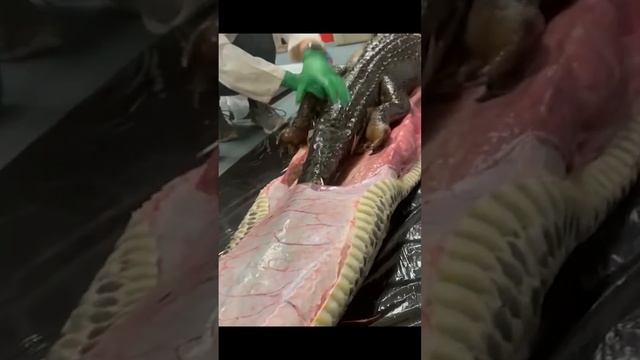 python eat gator #python смотреть онлайн