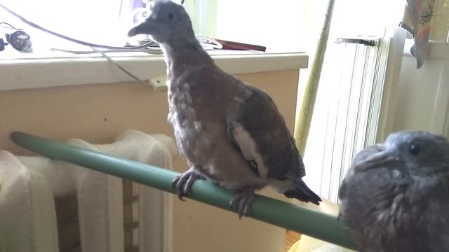 Вяхири на жёрдочке. Питомцы смотреть онлайн