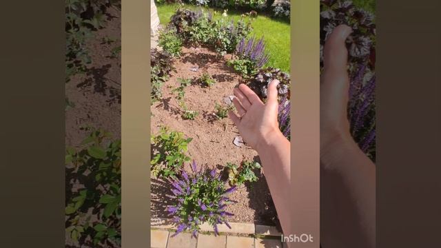 Шалфей дубравный и гейхера в дизайне сада. смотреть онлайн