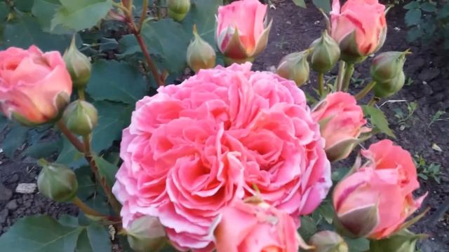 Цветение саженцев роз осенней посадки и не только🌼🌸🥀🌹🌼👍🤗