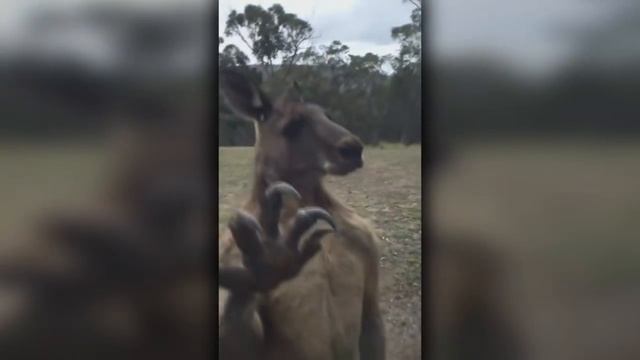Man punches a Kangaroo Now he's back for REVENGE ! смотреть онлайн