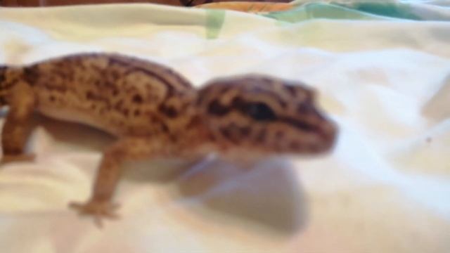 ЧТО ЭТО ЗА ПАРА ЭУБЛЕФАРОВ??? / БУ И БОСТОН / НОВЫЙ ДОМ смотреть онлайн