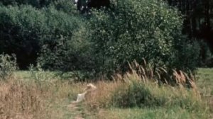 Вишневый сад The Cherry Orchard 1993