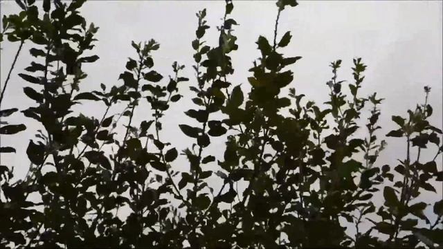 Nikon COOLPIX B500 Video Test смотреть онлайн