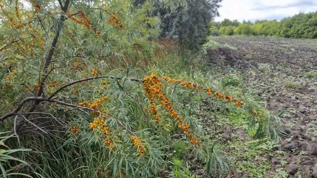 О выращивании облепихи смотреть онлайн