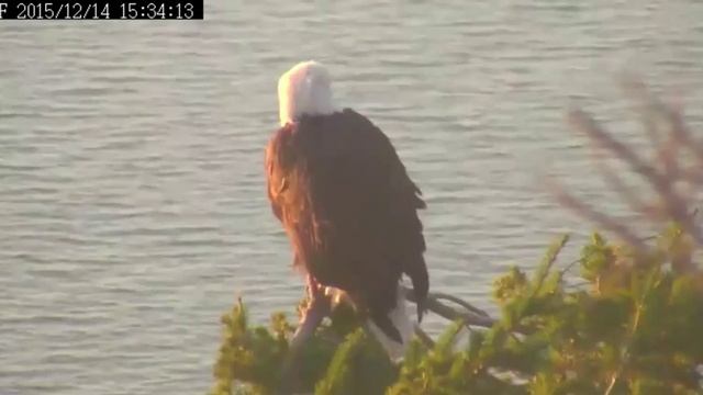 White Rock BC. eagles 12.14.15 330pm Ma on her favorit perch in the sun смотреть онлайн