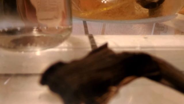 #Корм для #мальков. Кормление #петушков c рождения. #Разведение коловратки и инфузории. смотреть онлайн