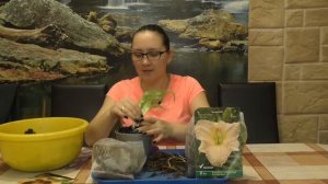 ЛИЛЕЙНИК ГИБРИДНЫЙ ! Сохранение растения до высадки в грунт!