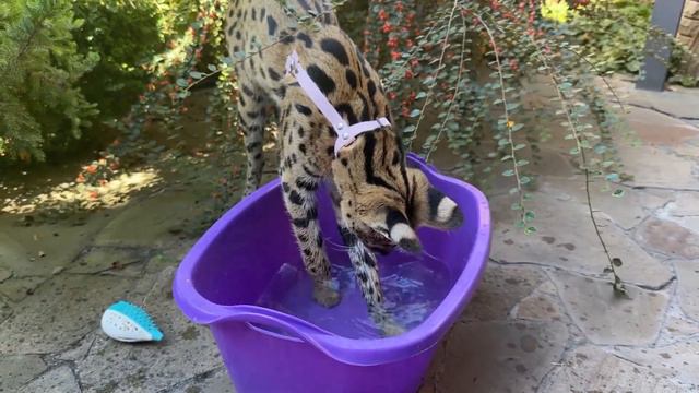 Домашний сервал 🐆 big cat serval savannah смотреть онлайн