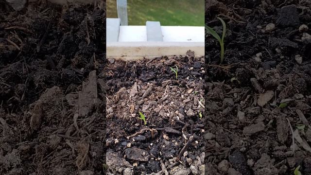 Как вырастить болгарский перец в квартире на балконе!