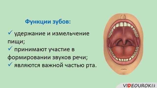 9 класс. Биология. Общий план строения пищеварительной системы. Пищеварение в ротовой полости смотреть онлайн