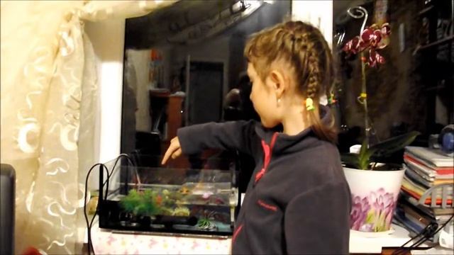 Содержание и уход за красноухой черепахой, лекция от популярной 7 летней блогерши Дарьи смотреть онлайн