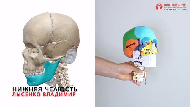 Из каких костей состоит лицевой отдел черепа человека? Анатомия черепа человека в 3Д смотреть онлайн