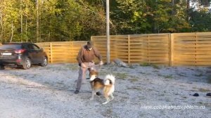 Дрессировка восточно-сибирской лайки Кучума. Команды управления