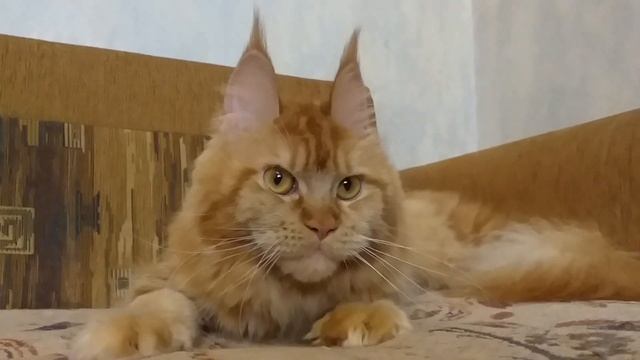 Кошечка Мейн кун,возраст 5 месяцев. По ходу скрестили льва и зайца)) смотреть онлайн