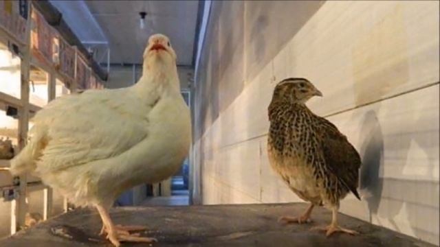 Разведение перепелов техасской породы как бизнес идея Техасский перепел бройлер Белый Фараон смотреть онлайн