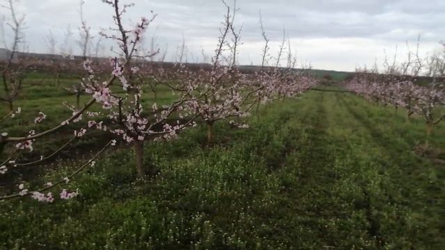 Персик цветет. 5.04.23 смотреть онлайн
