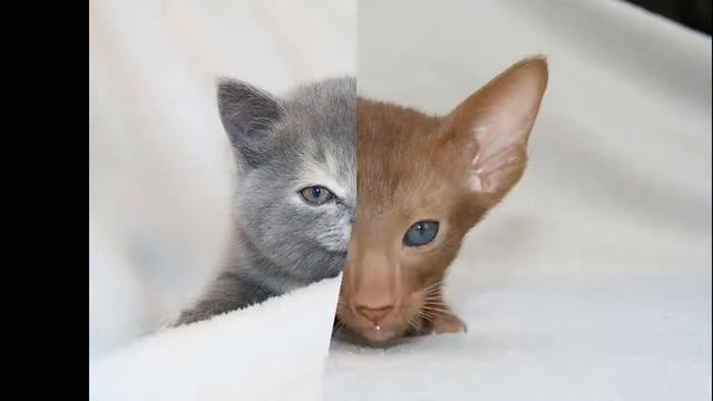 Красивые фото кошек. Разные породы кошек фото. Слайдшоу смотреть онлайн