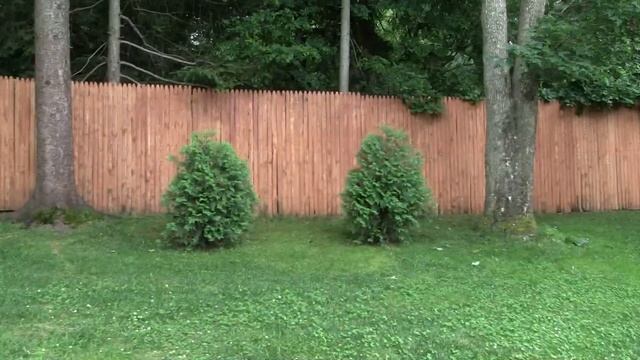 Чёрное дерево смотреть онлайн