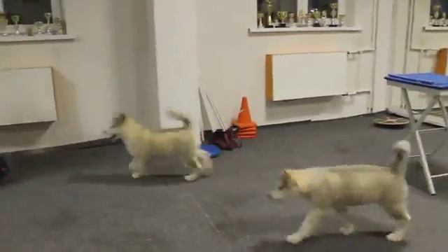 Alaskan Malamute puppy смотреть онлайн