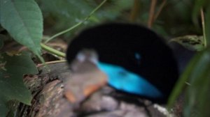 Планета Земля 1 серия. Документальный фильм о природе