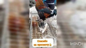 Поездка на птичий рынок в ст.Суворовская ^купили поросят