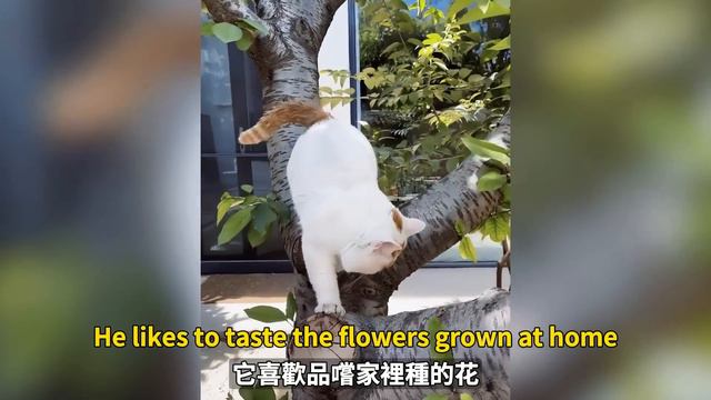 流浪貓表情可憐委屈，被女畫家救助回家，住北京別墅成為富二代，Stray cat rescued by female painter and brought home to live in villa смотреть онлайн