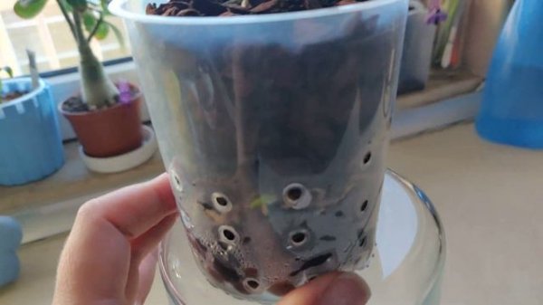 Phal. Liu's Gold Coin