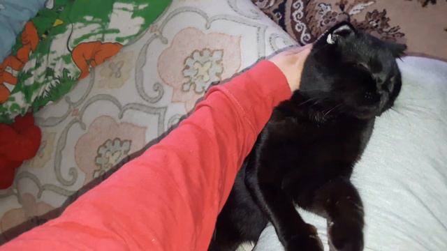 Наш кот любит ласку смотреть онлайн