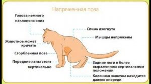 Признаки мочекаменной болезни у котов