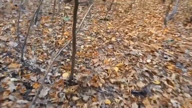 Як я Збираю Гриби і ЗРАЗУ Готую їх в Лісі... Це обов'язково треба З'ЇСТИ ?????? смотреть онлайн