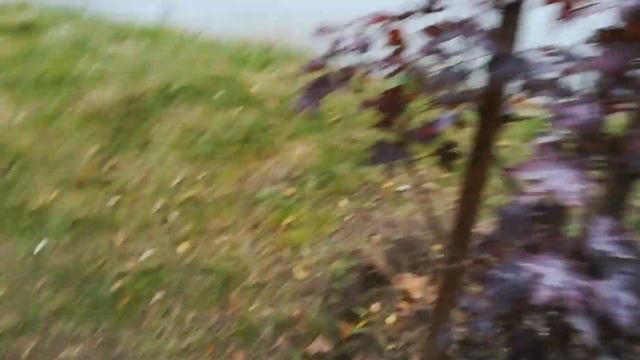 Карбон - удобрение для улучшения качества почвы. смотреть онлайн