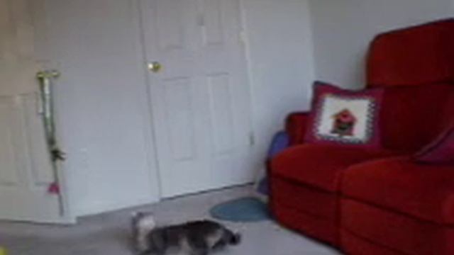 Harley, the bouncing capoeira cat смотреть онлайн