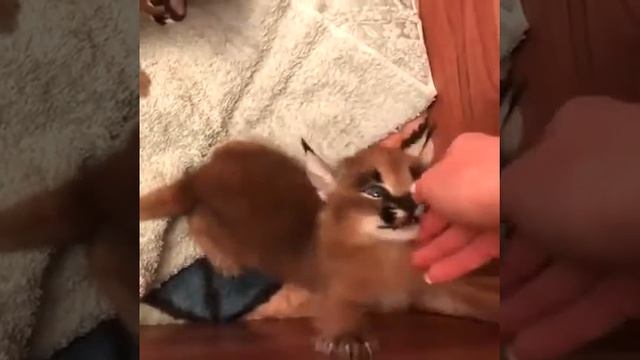 Мяуканье котёнка Каракала