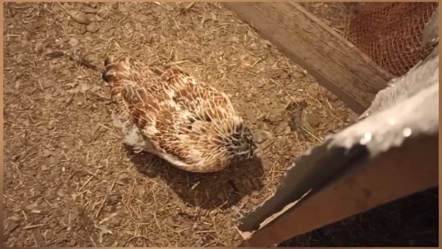 Еще один вечер из сибирского курятника.Кура дерется. Беглецы вернулись. смотреть онлайн
