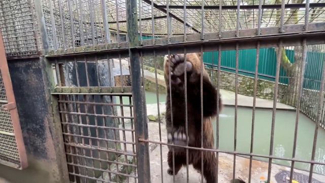 Медведь папа ждал Оксану Олеговну , чтоб полакомиться угощением из ее рук! смотреть онлайн