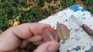 кишмишы Алиса в стране чудес (США) и Реббека на моём винограднике 2021год.