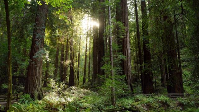 Koshi Chimes - Terra (Earth) | 1 Hour | Deep Relaxation, Meditation, and Restful Sleep смотреть онлайн