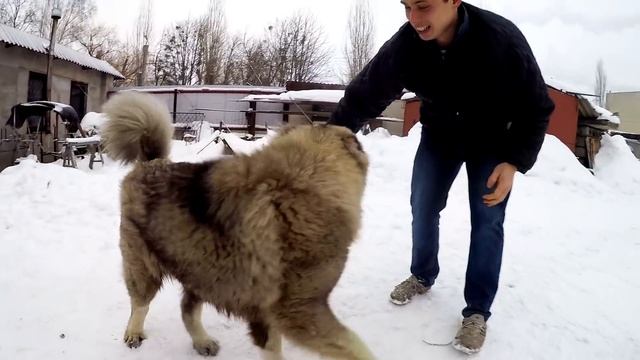 Зверь напал на человека / Beast attacked the man. Bear attack on a person. смотреть онлайн