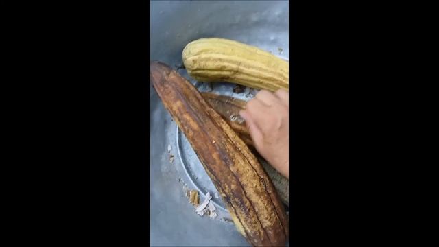 Як росте люфа смотреть онлайн