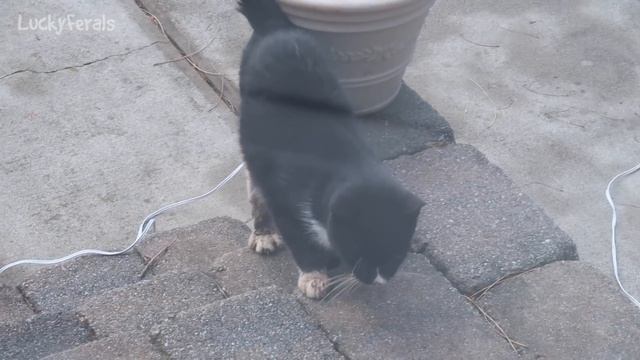 Feral Cat Shelter Updates, A Cat Food Surprise, A New First For Ditto * S4 E85 * Cat Vlog смотреть онлайн