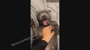 СМЕШНЫЕ ЖИВОТНЫЕ 2023 ЛУЧШИЕ ПРИКОЛЫ С КОТАМИ И CОБАКАМИ